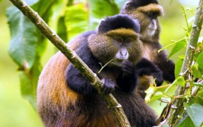 GOLDEN MONKEY TRACKING IN UGANDA & RWANDA